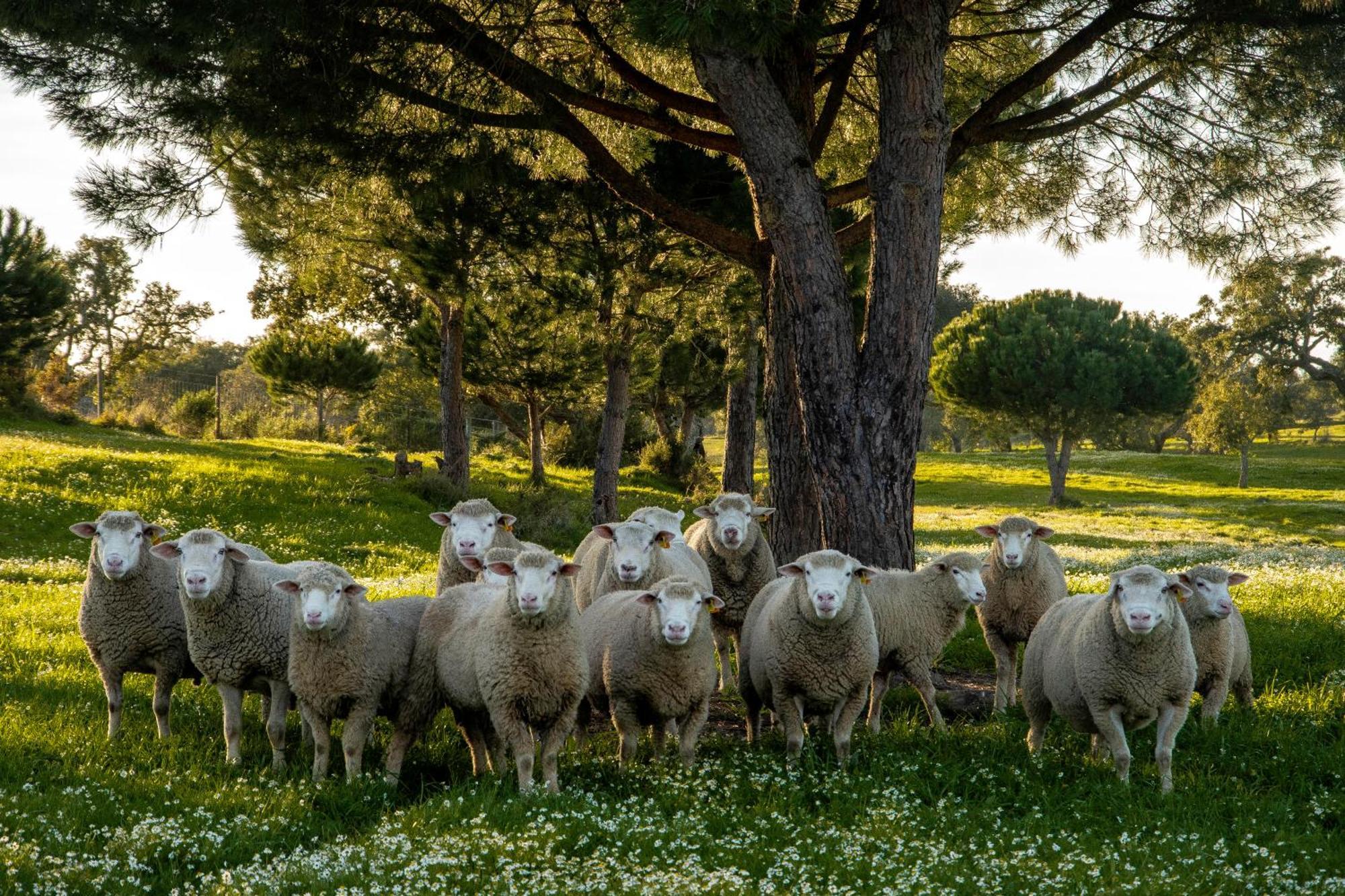 Herdade Das Barradas Da Serra Grandola Exterior photo